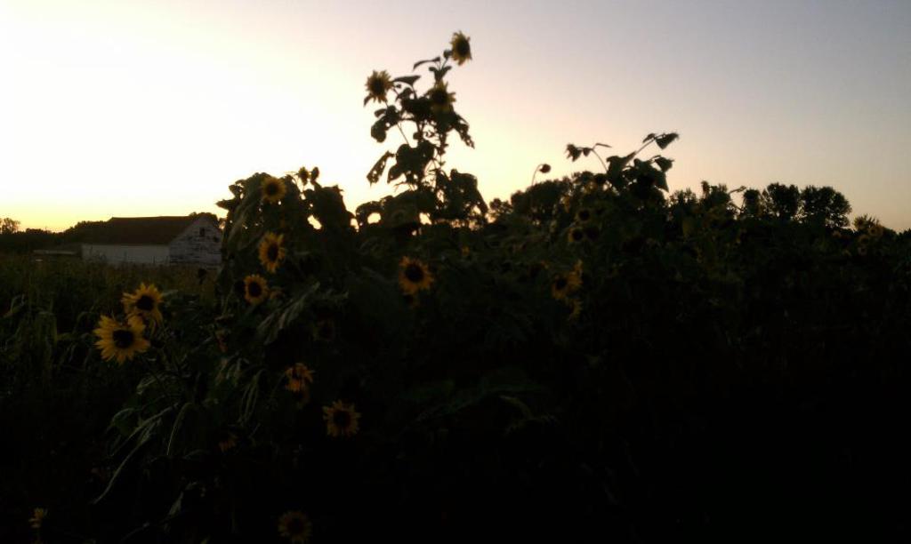 Sunflowers